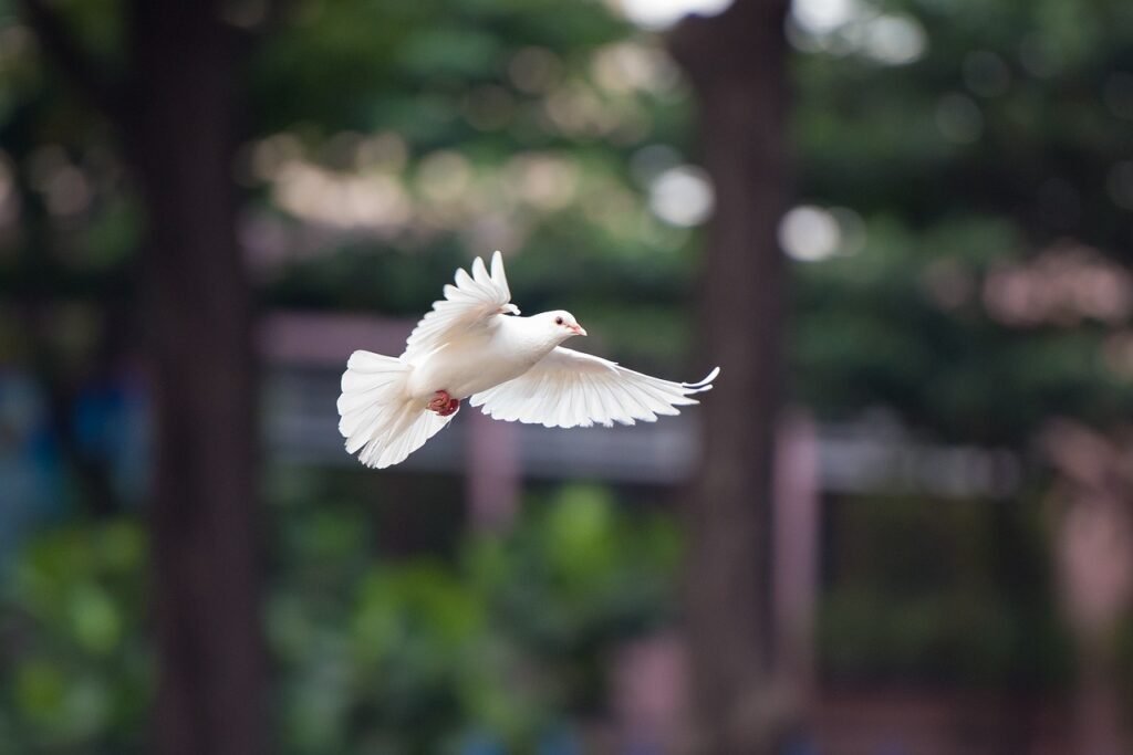bird, dove, flying dove