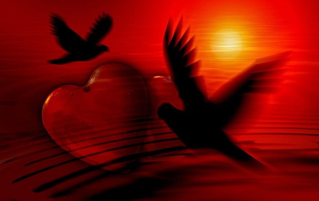 heart, dove, silhouette