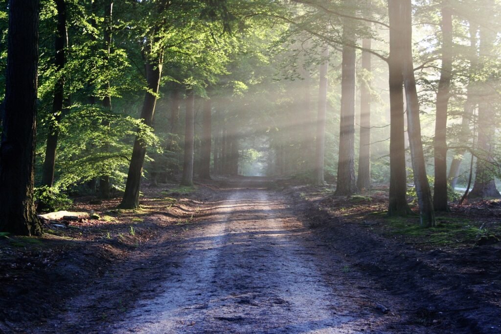 avenue, trees, path, sunbeams, sunrays, woods, woodlands, forest, trail, forest path, forest trail, nature path, nature trail, nature, landscape, netherlands, forest, forest, nature, nature, nature, nature, nature