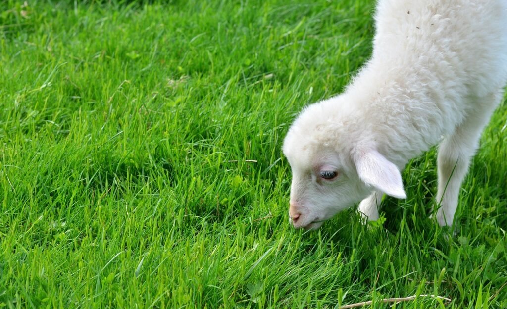 sheep, lamb, cub, animal child, graze, wolf down, grass, meadow, pasture, nature, field, animal, psalm 23, mammal, sheep, sheep, lamb, psalm 23, psalm 23, psalm 23, psalm 23, psalm 23
