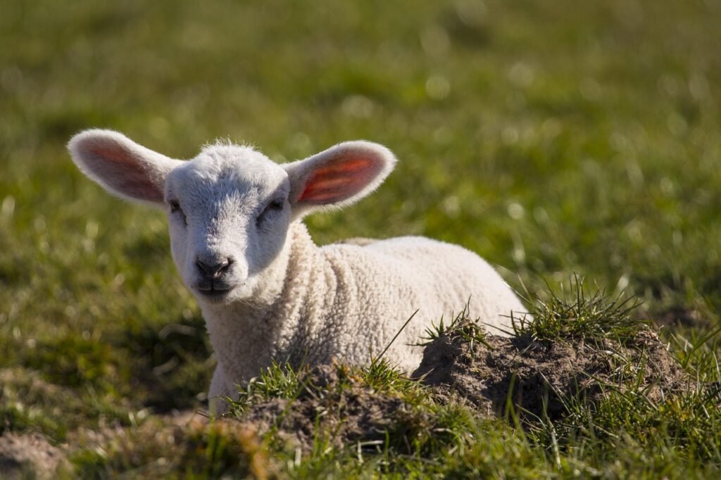 Biblical Meaning of Passover: Exodus, Covenant, and Jesus the Passover Lamb